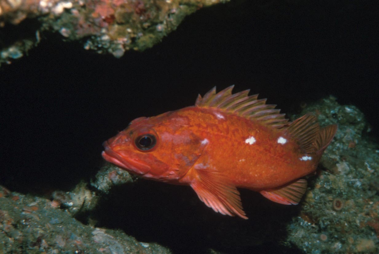 Ocean perch swims photo and wallpaper. Cute Ocean perch swims pictures